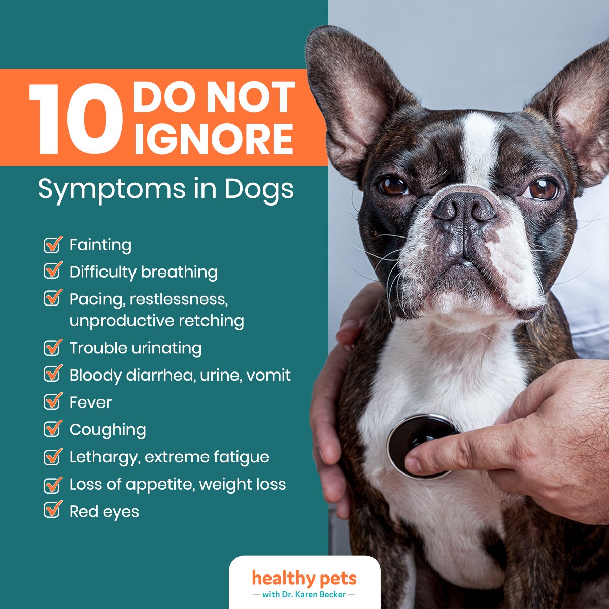 nootropics acetyl l carnitine L-Carnitine for Dogs: Benefits, Uses & Side Effects (Vet-Reviewed) – Dogster