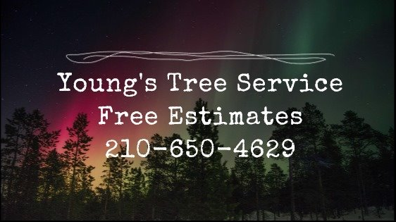 Young's Tree Service | Windcrest TX