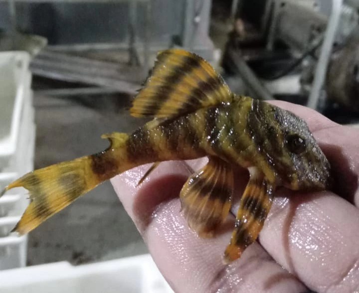 Tabatinga Aquarium