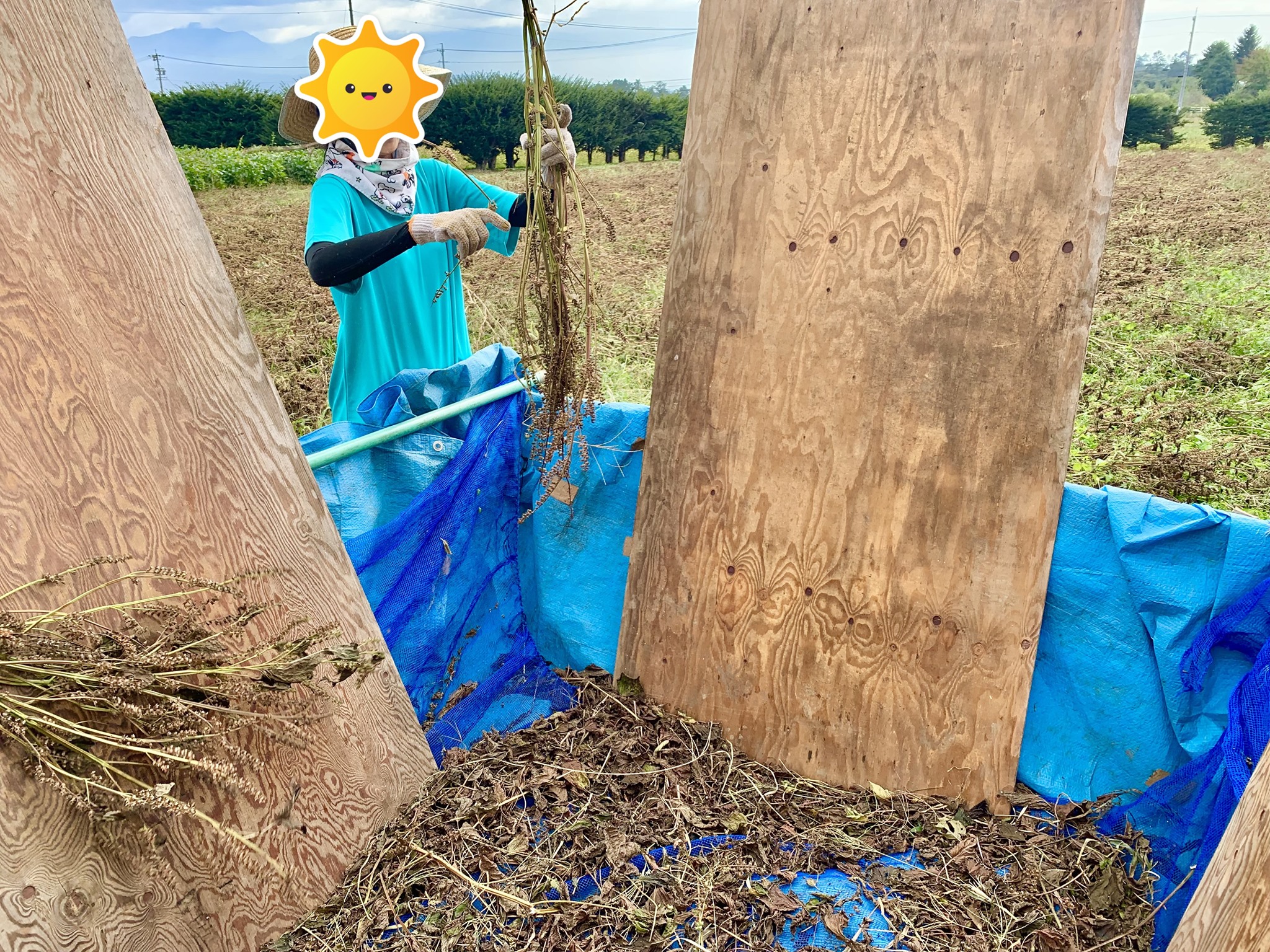 來去日本鄉下住一晚 - 【日出而作～】 大家知道這是什麼作物、以及目的為何呢？ 提示： 可作食用或油...