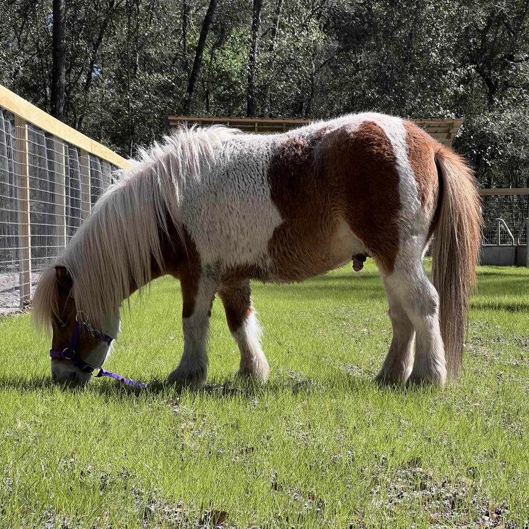 GG Stables LLC | Saint Augustine FL
