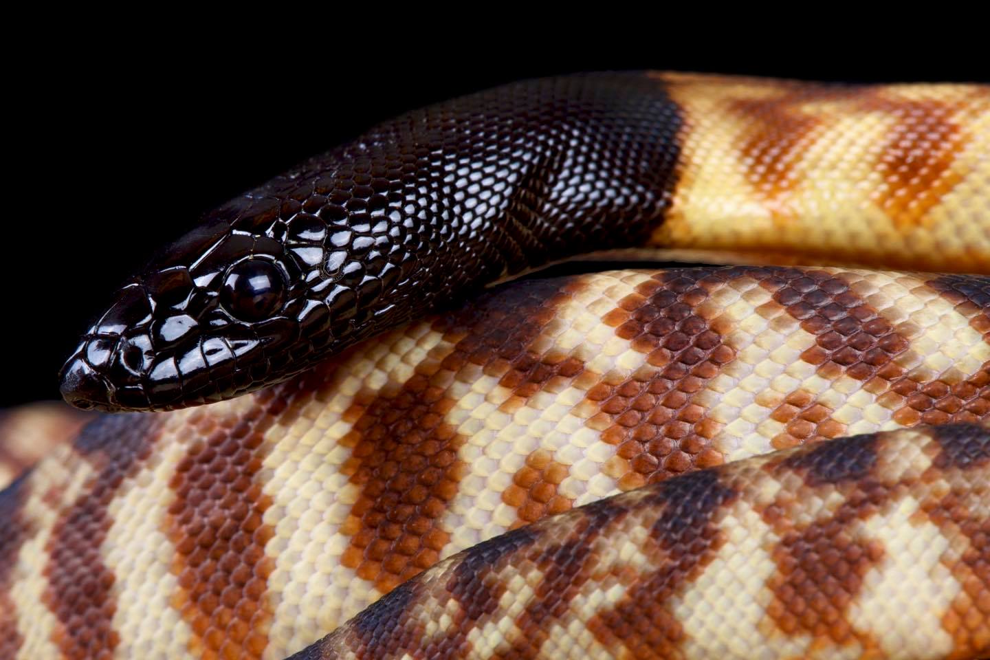 The black-headed python (Aspidites... - The Reptile Report