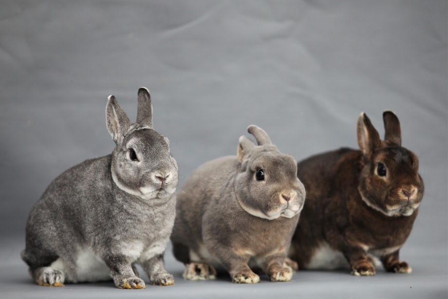 Rex Rabbits