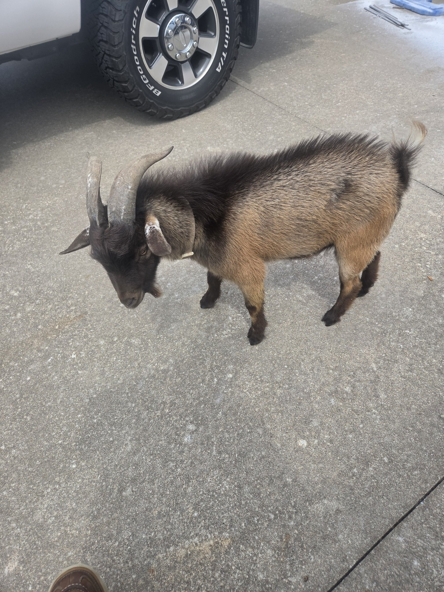 Goat at my customers house 131st and 185 th in ba new neiborhood