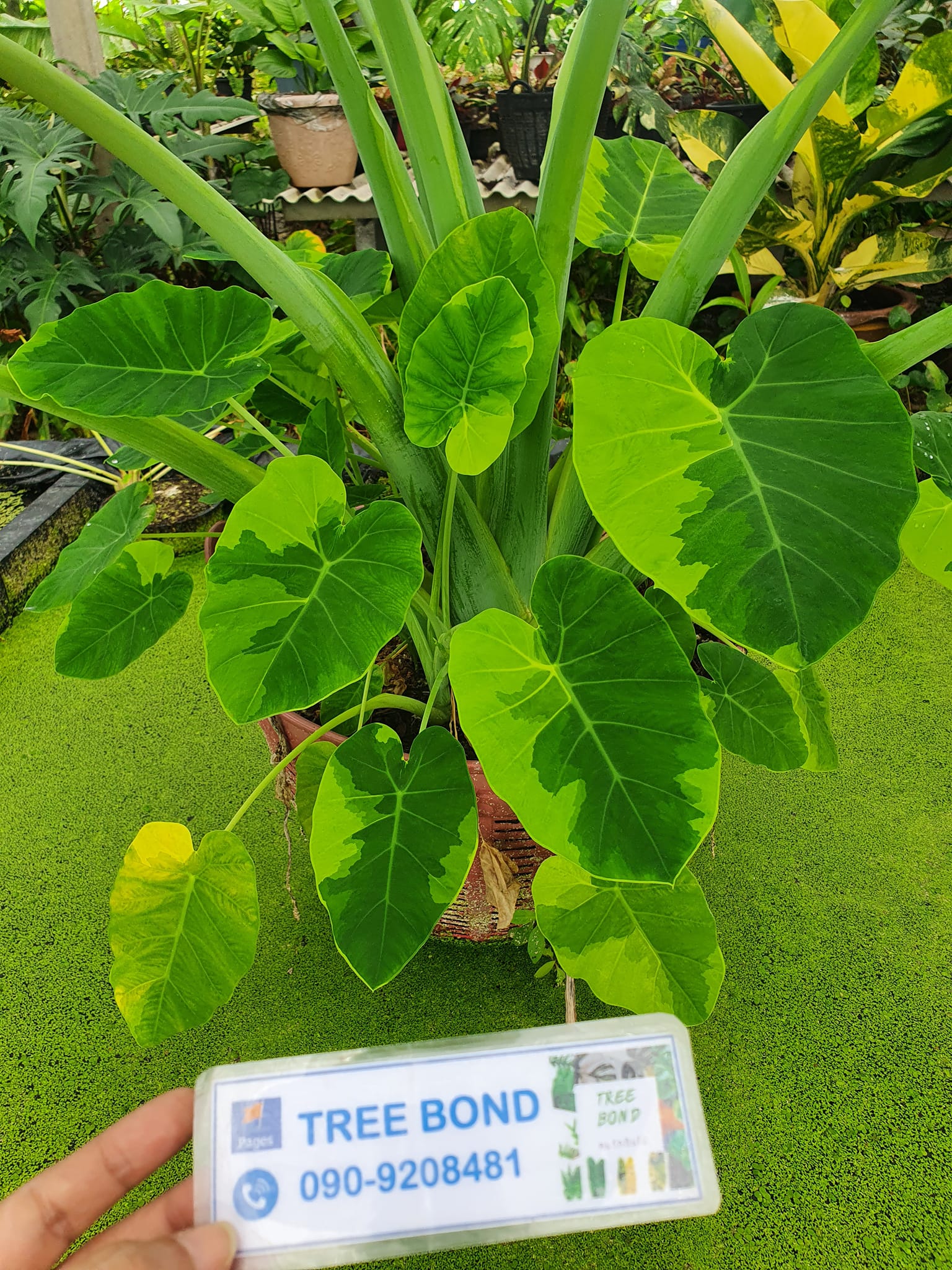 แบ่งได้นะคะ ดกเกิ้นล่ะ 55 - Tree Bond คนรักต้นไม้