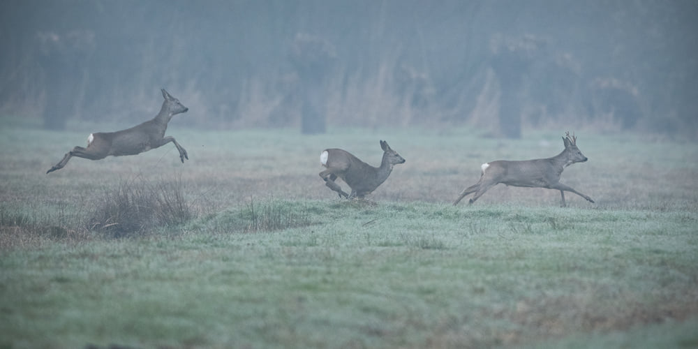 Arné Roest Natuurfotografie