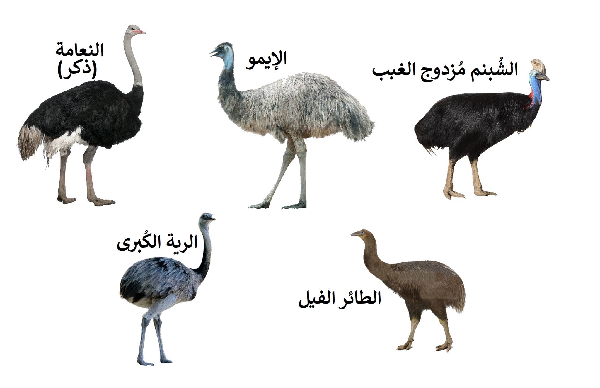 Arabic Wikipedia ويكيبيديا العربية Posts Facebook