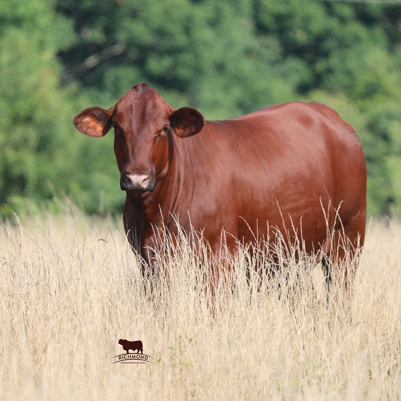 J C Sherrill, Jr. Ranch added a... - J C Sherrill, Jr. Ranch