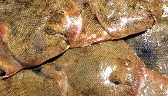 Poisson de Moanda | Kinshasa