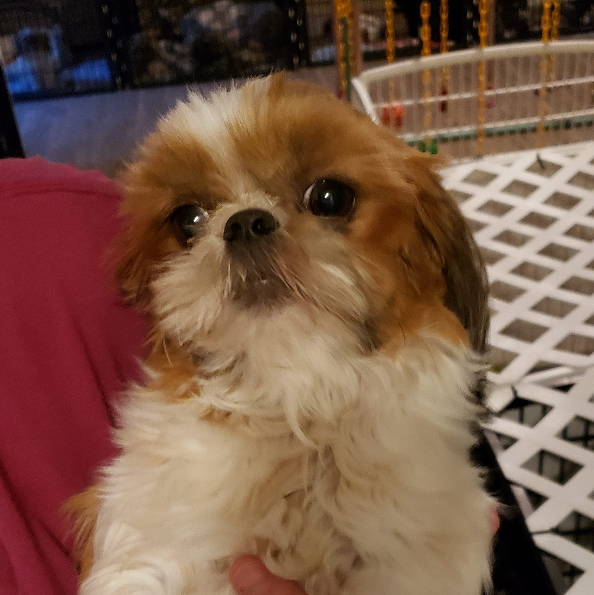 Tiny Tzu Mighty Shih Tzu's | Powell WY