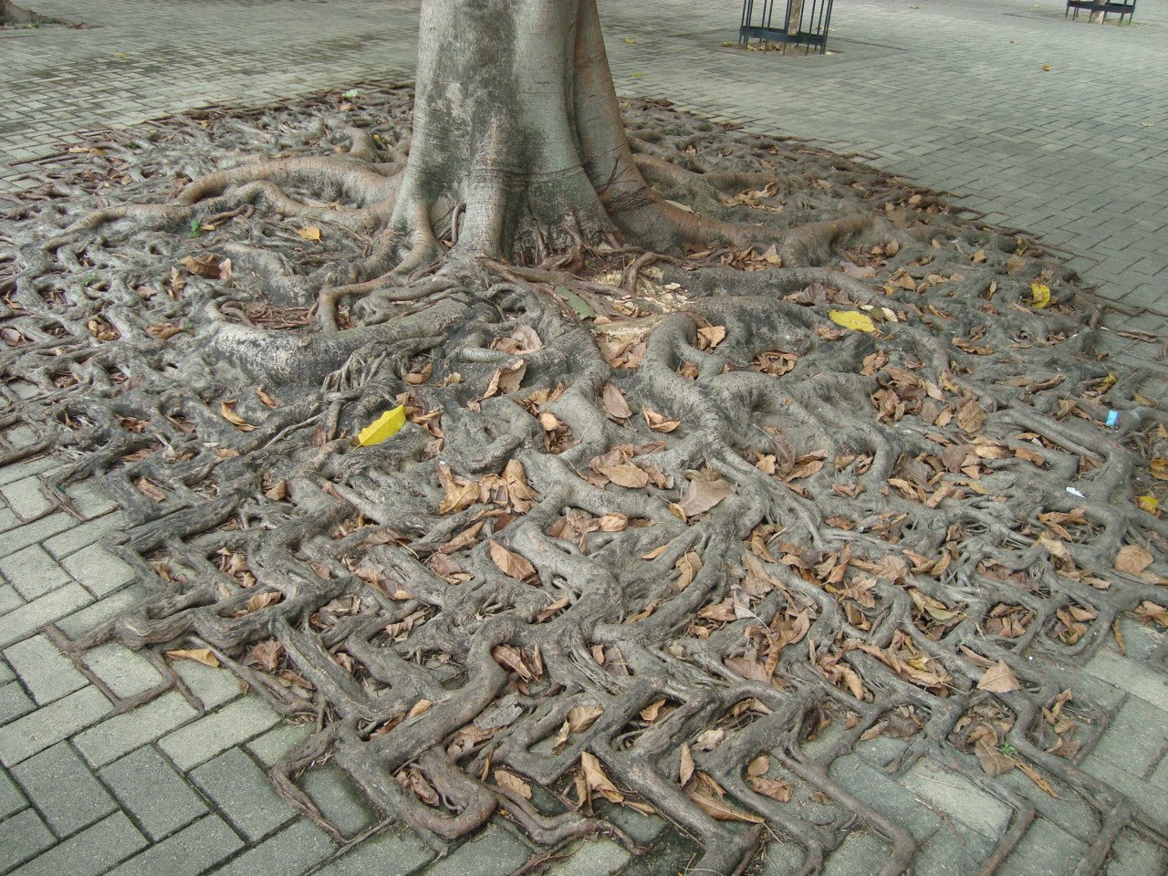 อาจารย์อดัม - This is a pretty cool pic! นี่เป็นรูปที่เท่ทีเดียว The ...
