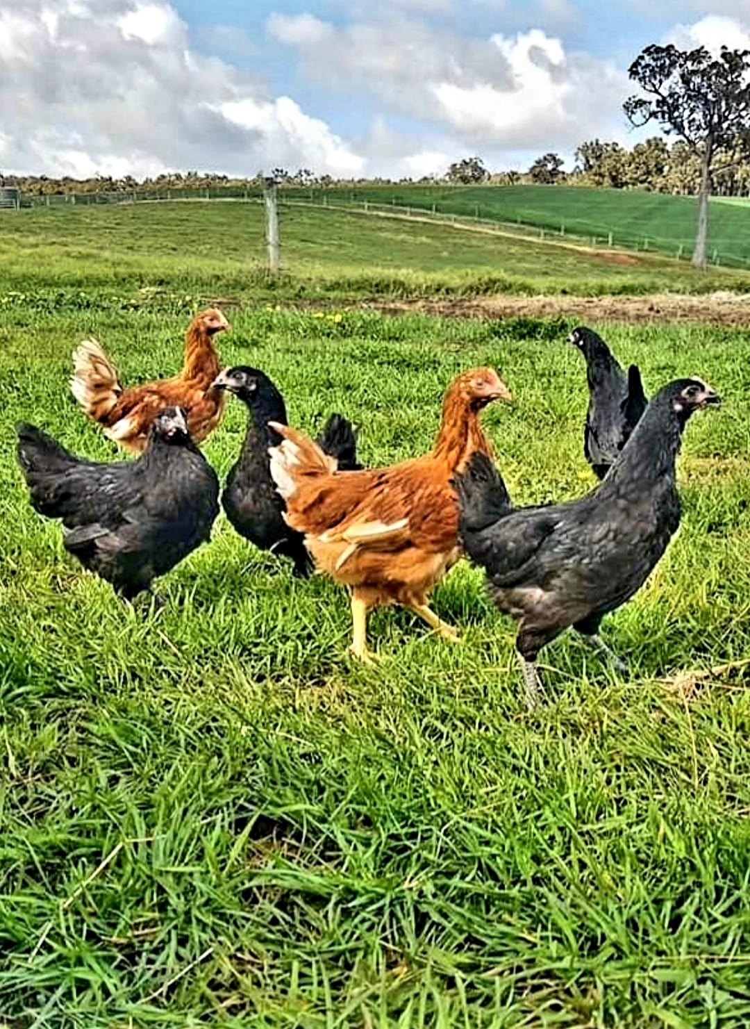 Perth - Our pullets at 16 weeks old. Ready to pick up Isa browns Black ...