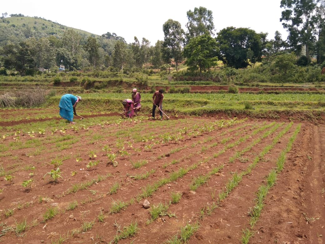 Tribal farmers have adapted cultivating millets in poly-cropping system ...