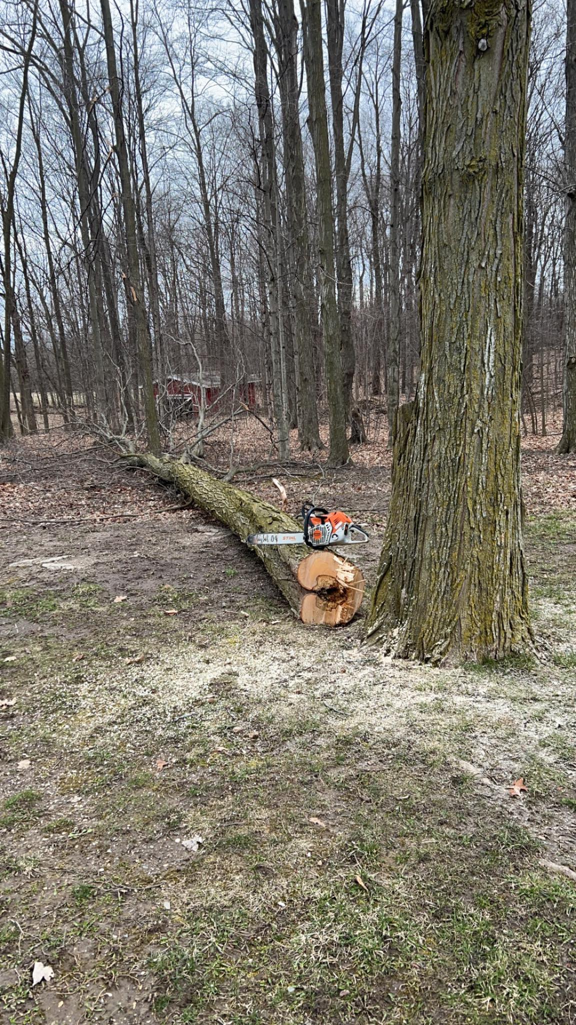 Murphy Tree Service LLC | Mount Pleasant MI