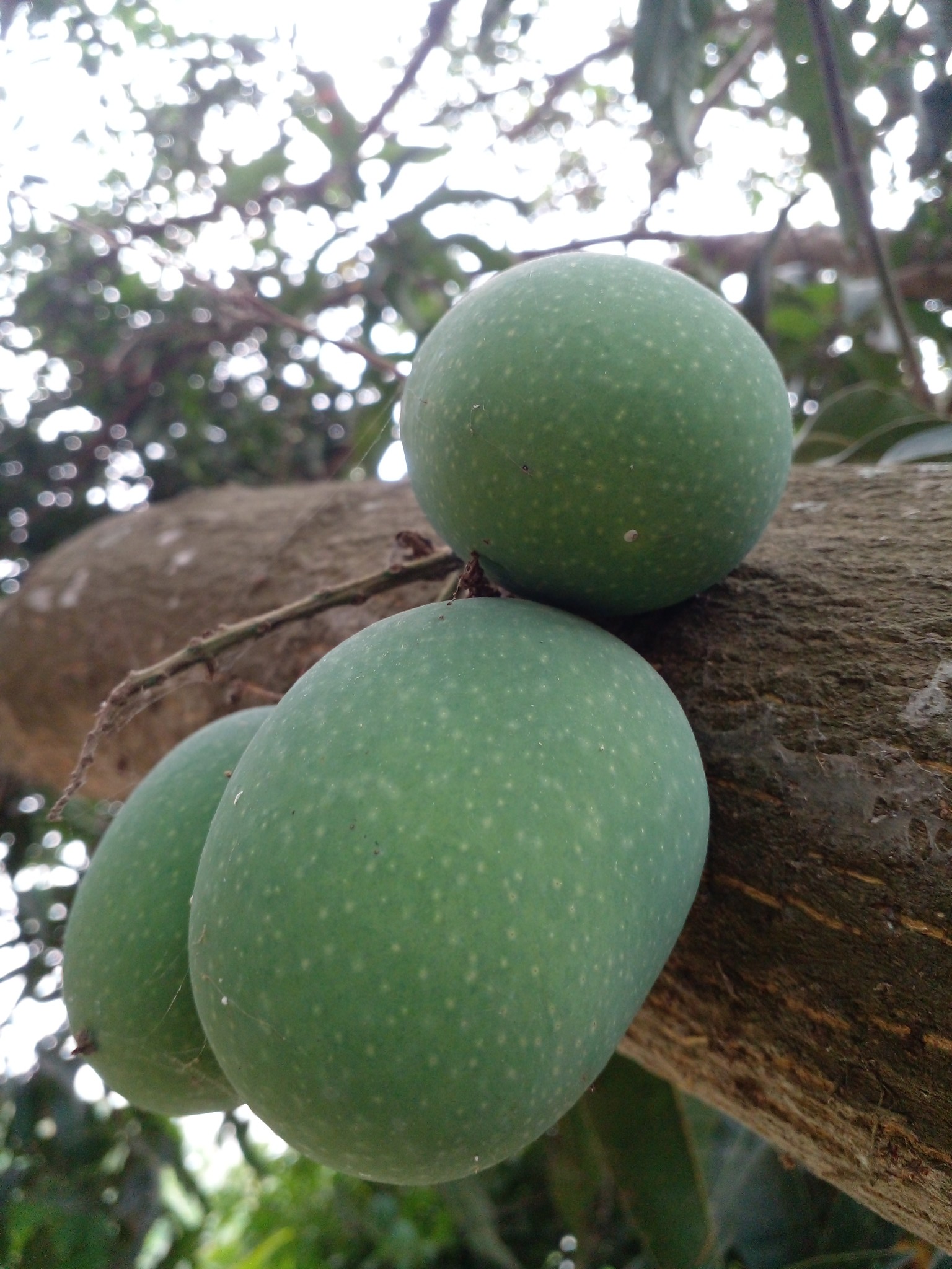 মাহাবুব সোহাগ