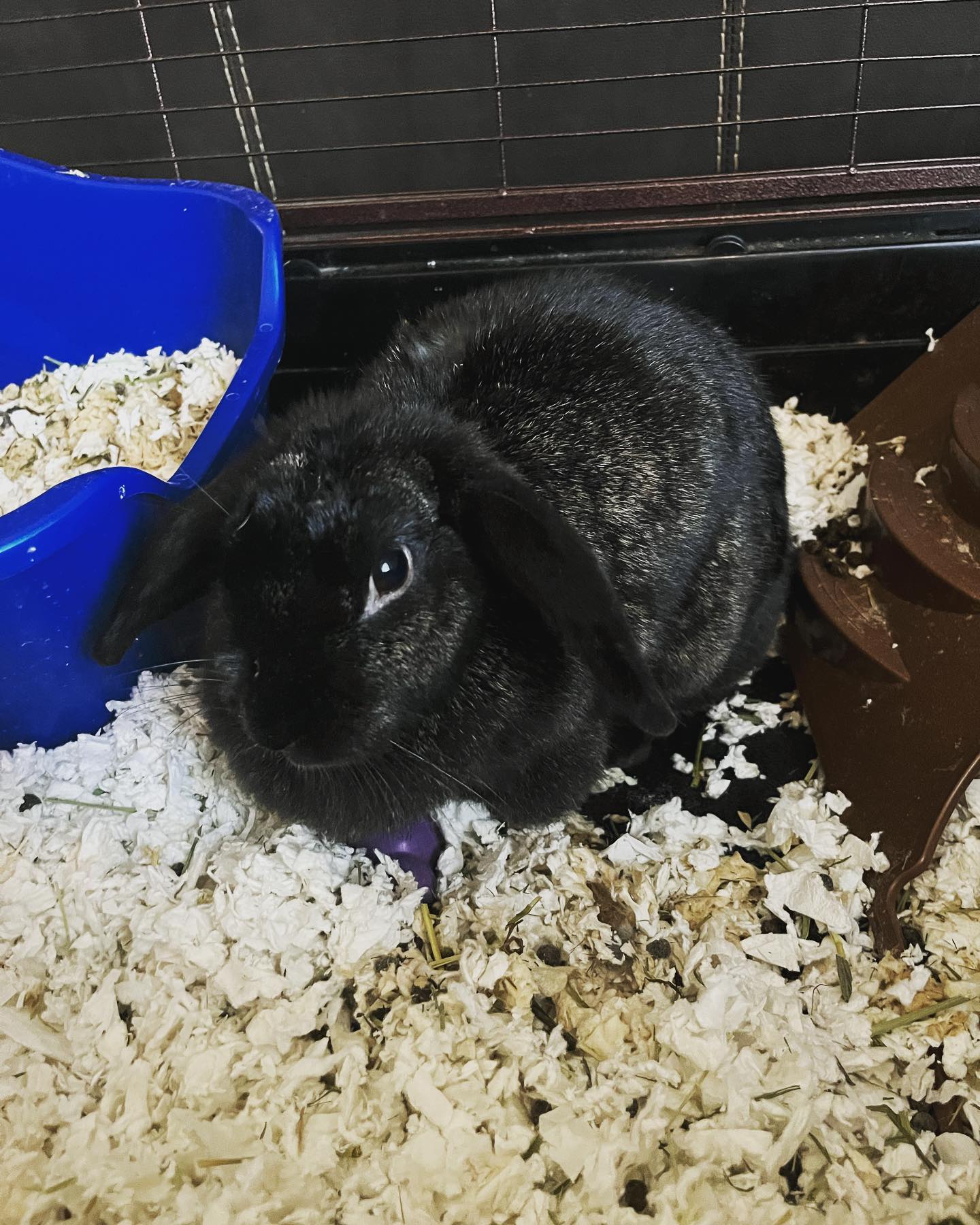Hops + Co. Small Animal Rescue