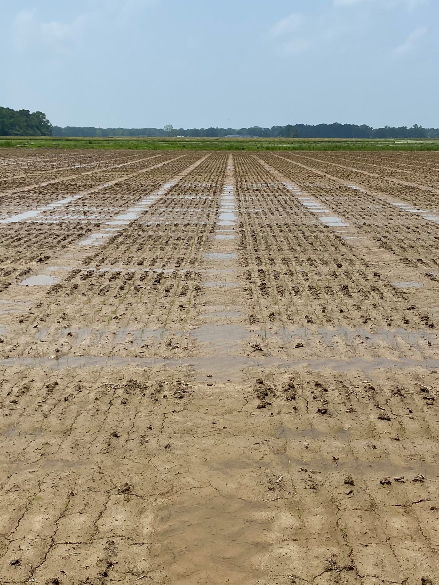 The before and after... - LSU AgCenter Northeast Region | Facebook