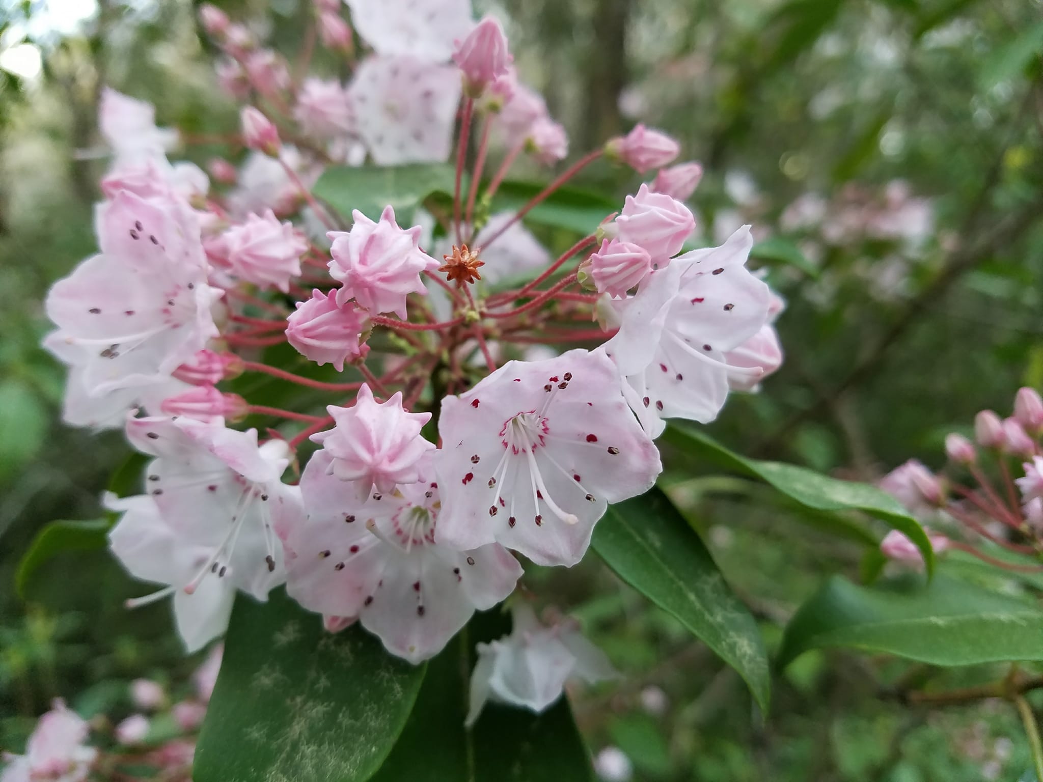 What is this plant resembling mountain laurel in Calhoun County?