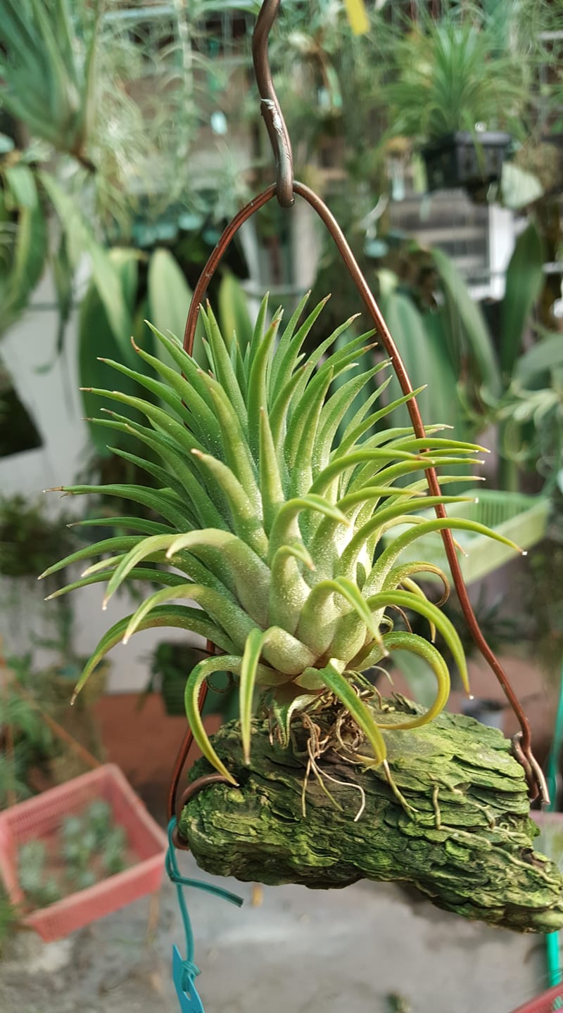 Tillandsia ionantha 'Hedgehog' The infamous ionantha that can be