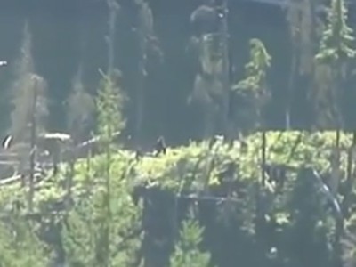 Sasquatch Chronicles - From the blog... Strange Sighting In Manitoba ...