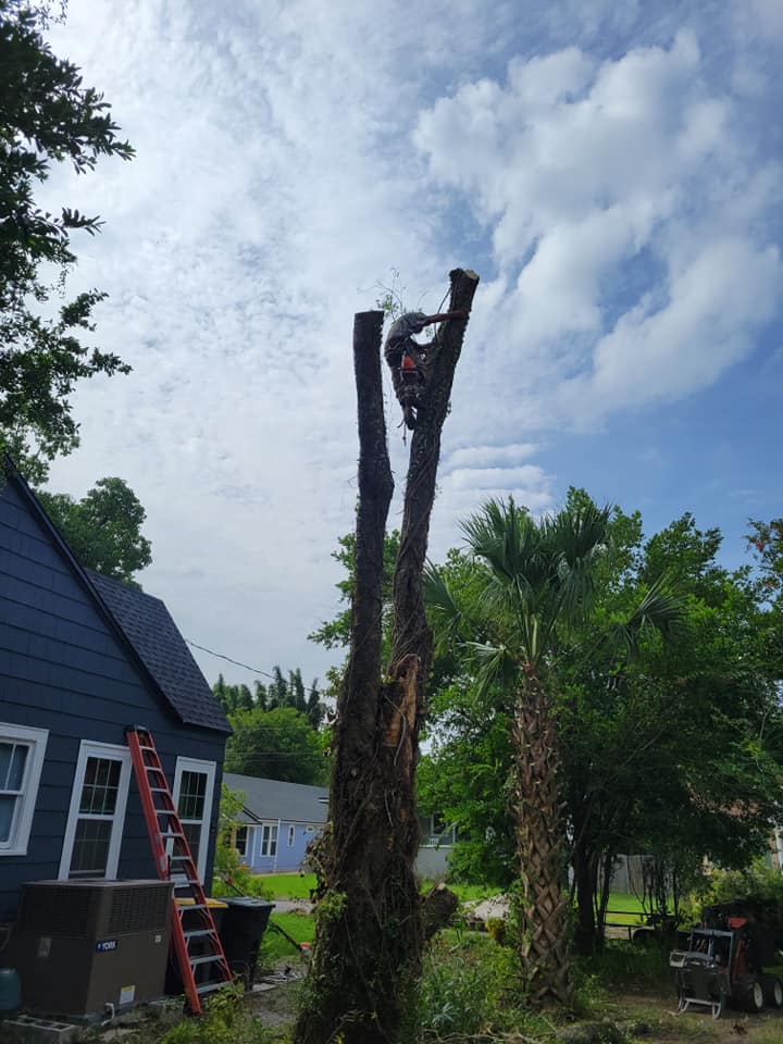 Precision Cut Trees And Stumps llc