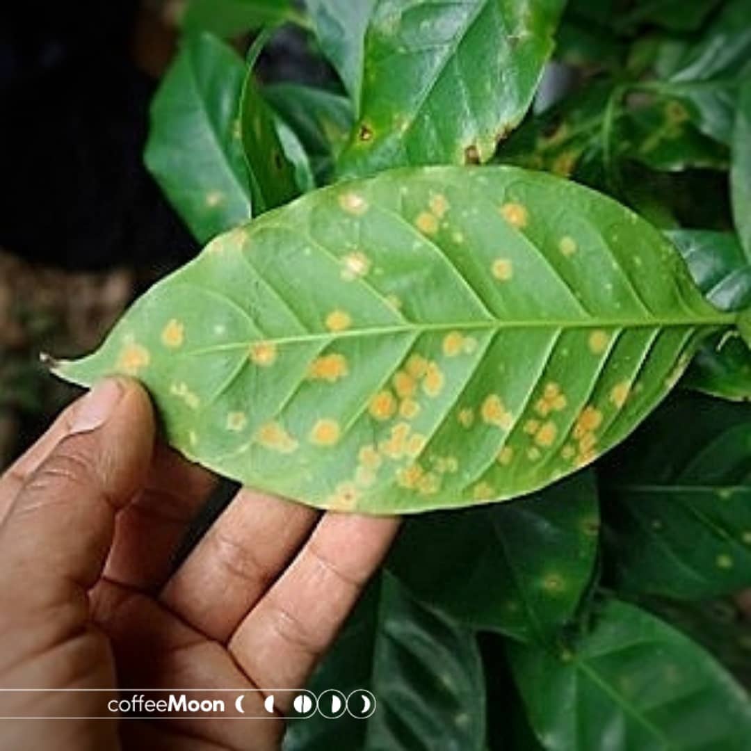 Coffee Moon - ¿Conoces La ROYA en el café?🧐🌱 La roya del...