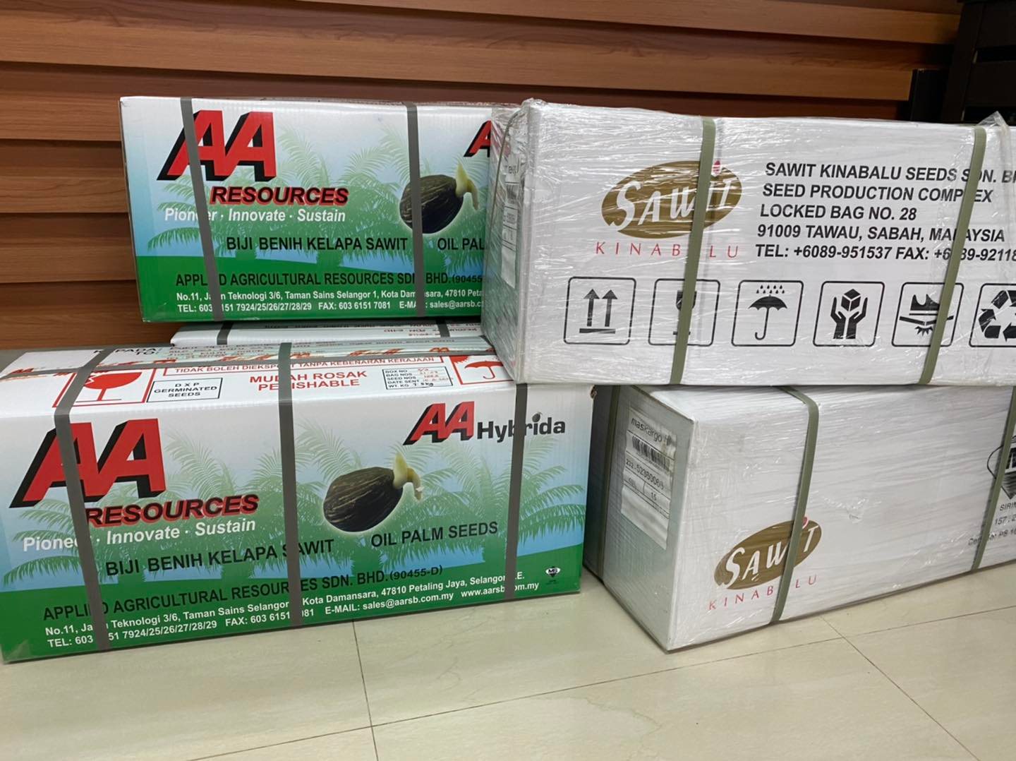 New DxP seeds from Sawit... - Bukit Siput Resources Sdn Bhd | Facebook