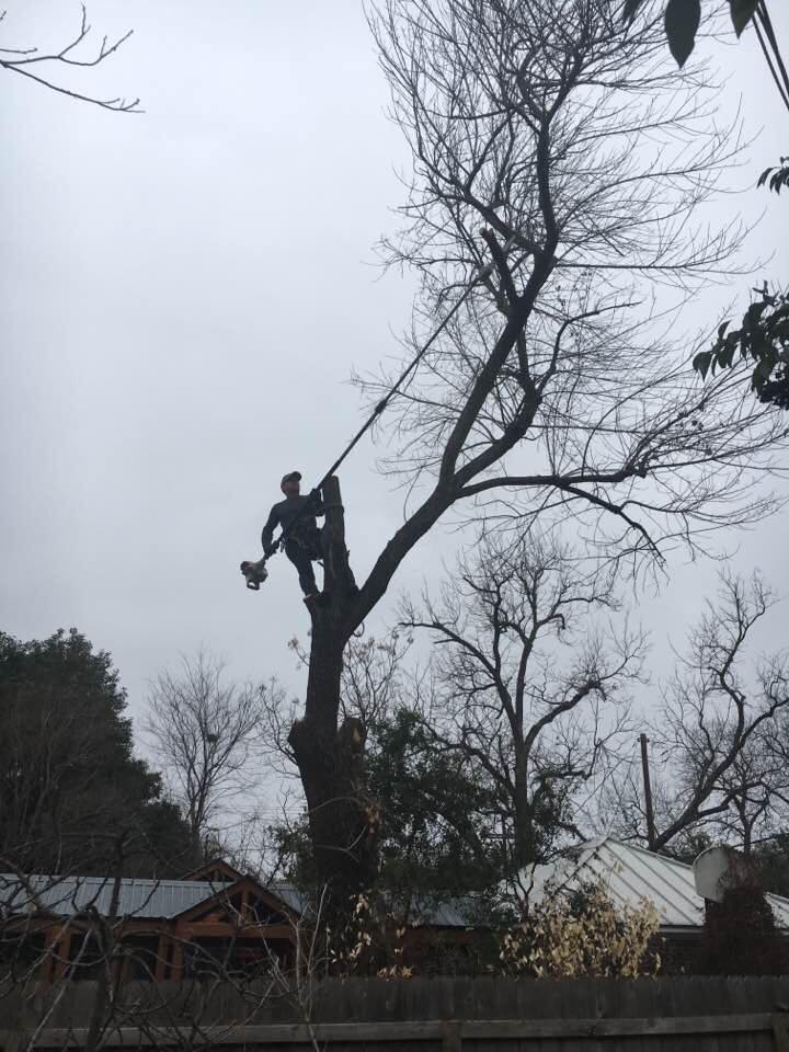 Veteran Tree Care | Pflugerville TX
