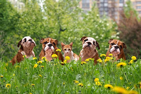 GeoPaws
