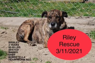 The Riley Rescue - Pet Adoption Service - Bellmawr, New Jersey ...