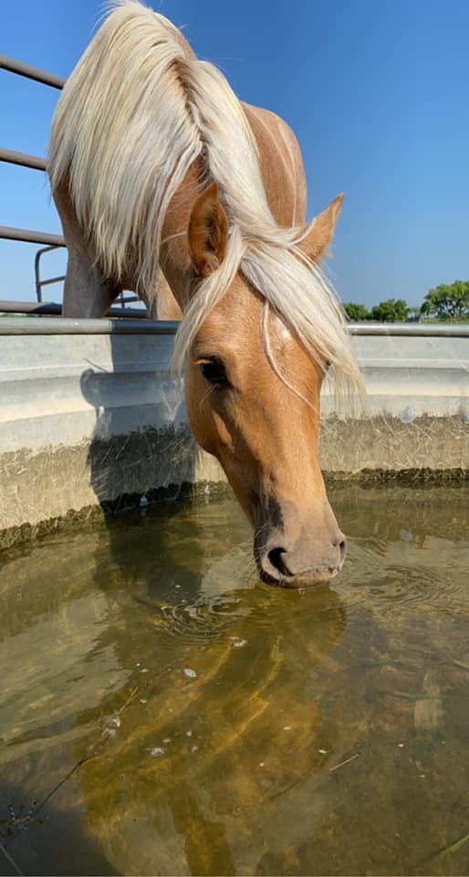Our last available yearling!... - Kickapoo Ponies Texas