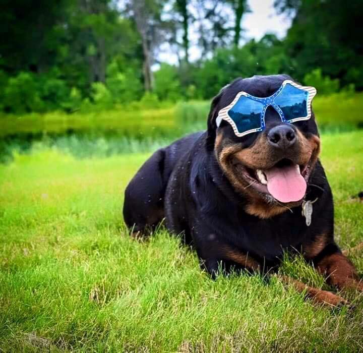 Rottweilers USA - ️ ️When you see puppies like this you know you hit ...