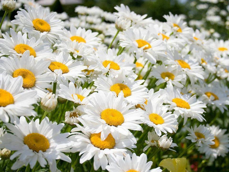 Wonderful World of Flowers