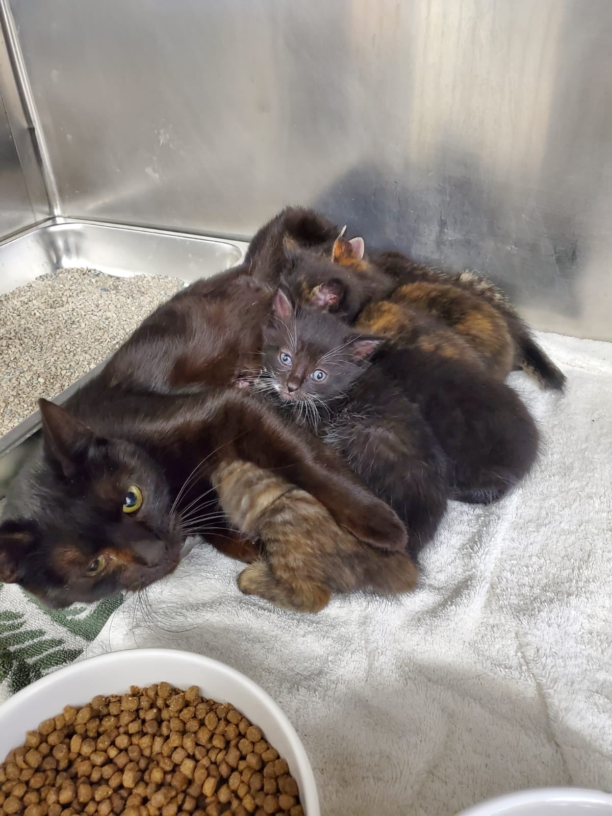 Did you... - Napa County Animal Shelter and Adoption Center | Facebook