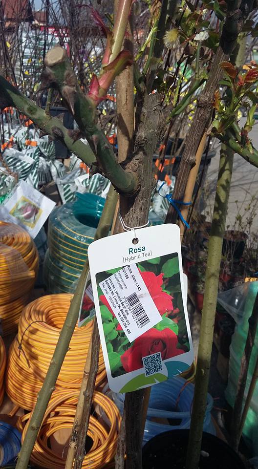 Agro-land - Stogle su ruze stablasice, mini ruze, salixi,... | Facebook