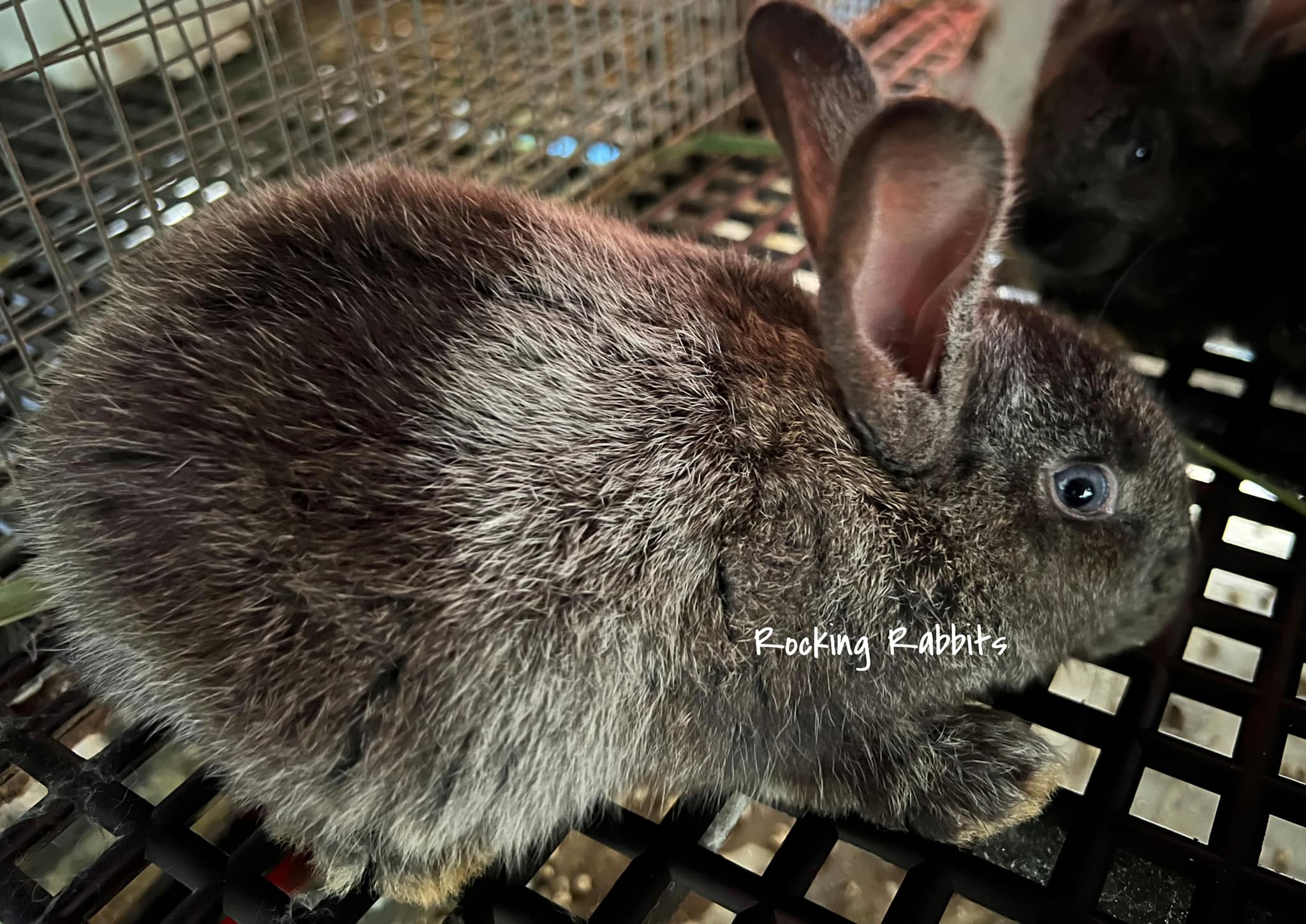 Rocking Rabbits