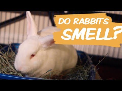 Connelly - #smellyrabbit Myth #5 Rabbits are smelly animals Rabbit in ...