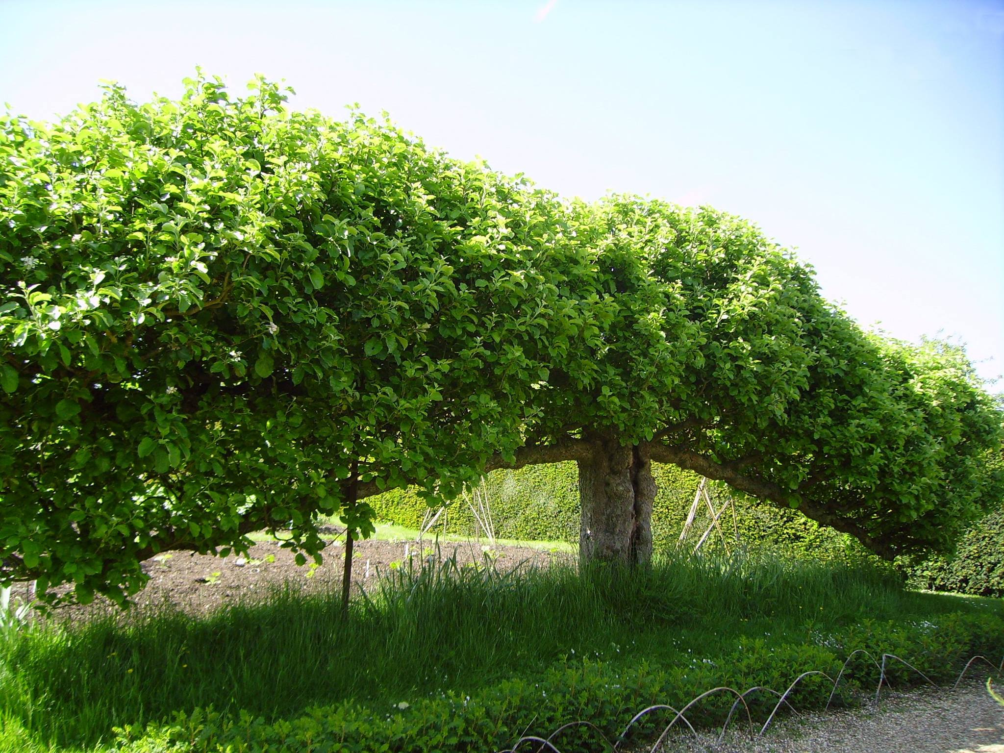 The Adelaide Tree Surgery | Adelaide SA