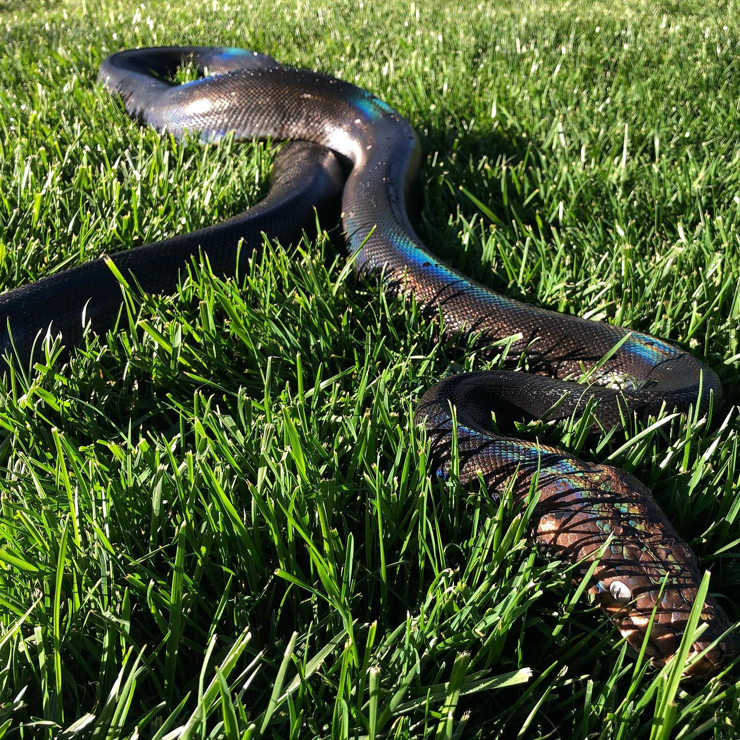 Kaa, my favorite snake in my... - Cold Blooded Science
