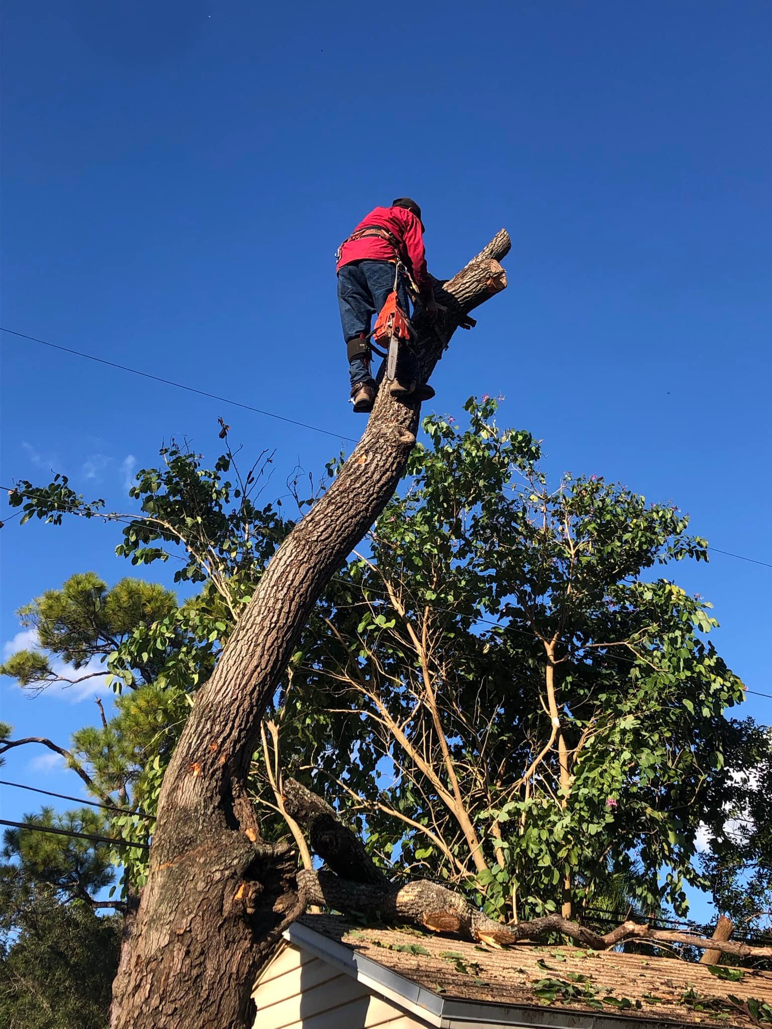 Miami Tree Service | Miami FL