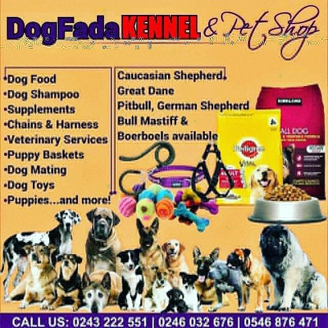 Dogfada Kennel | Accra