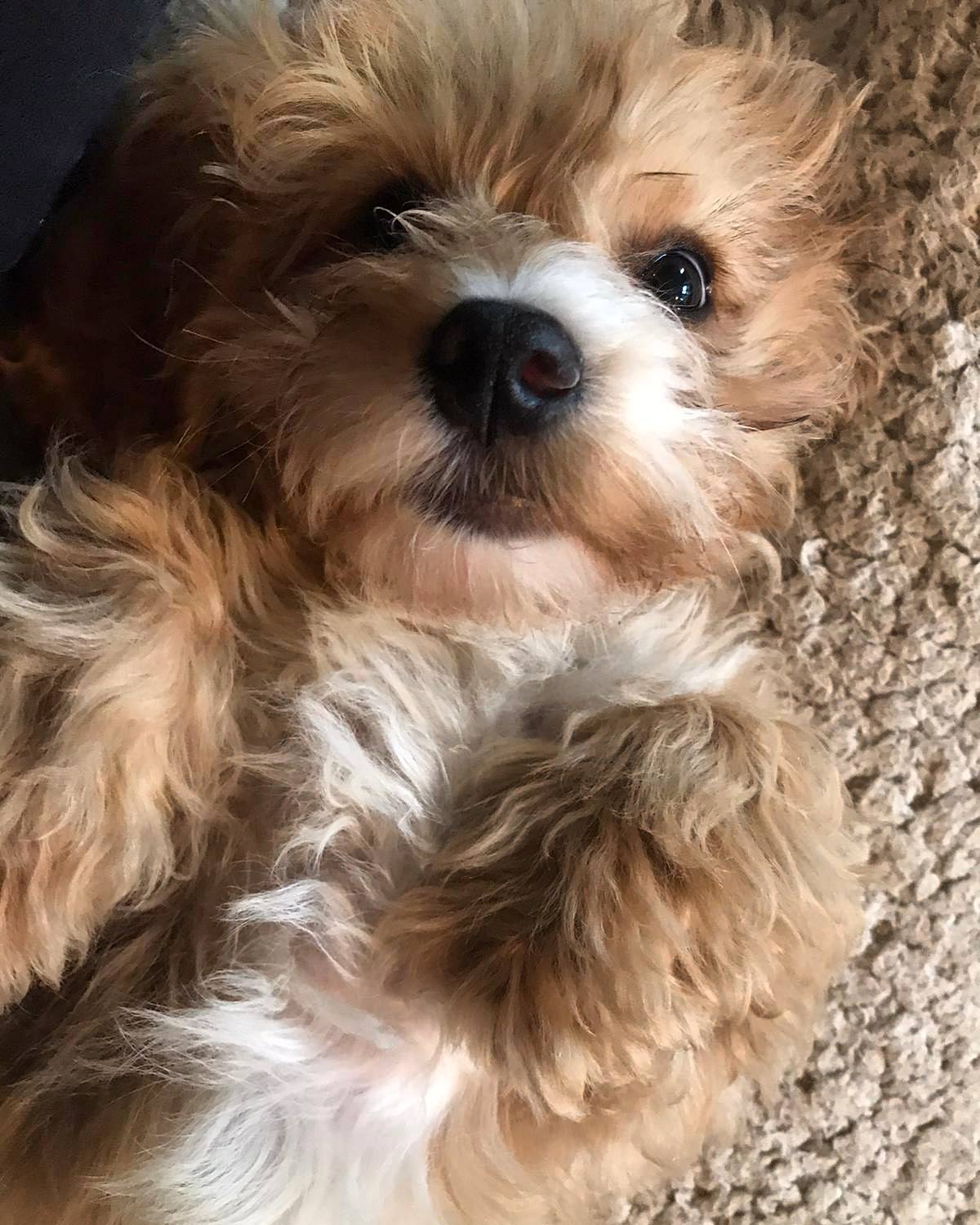 Archie the Cockapoo