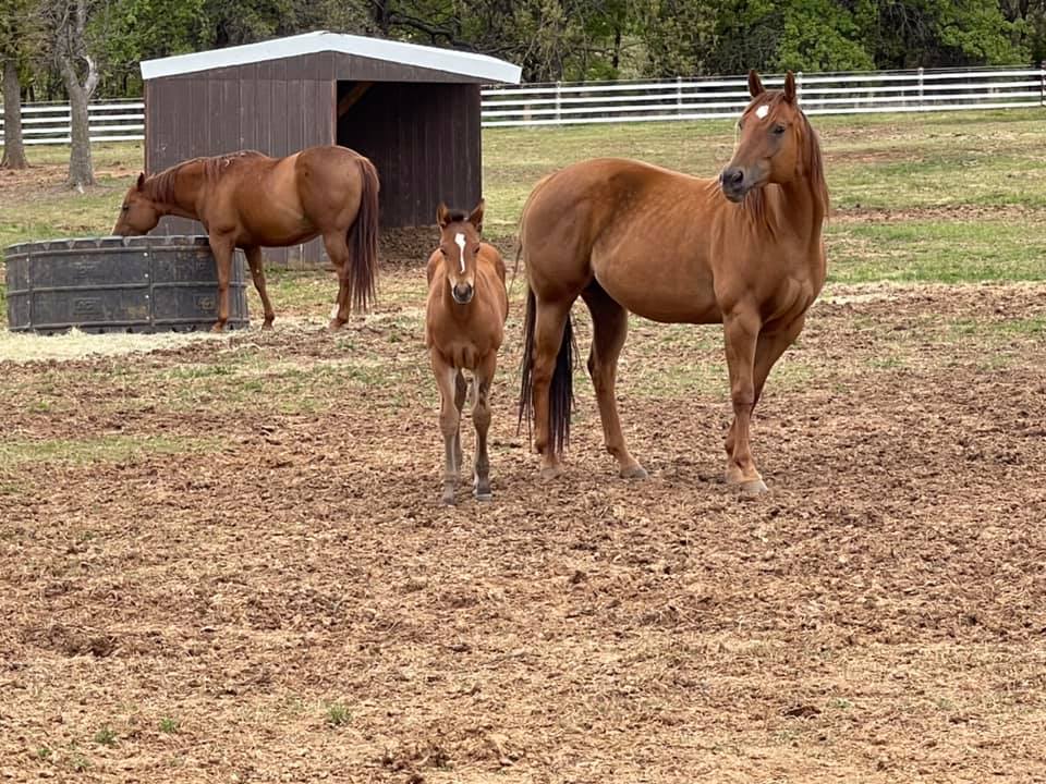Good morning & Happy Friday from BA... - Diamond R Ranch Inc