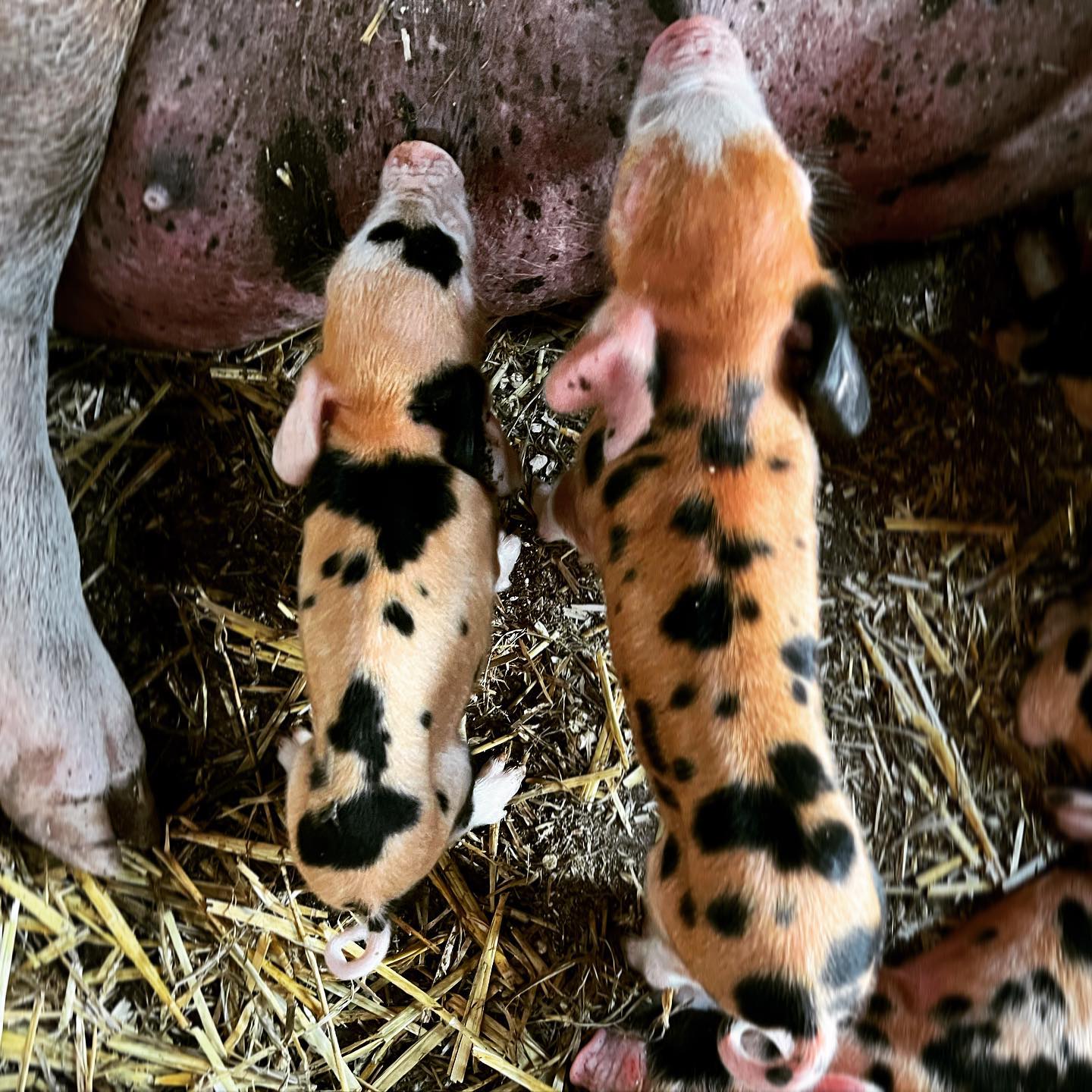 Spot the runt. 😍 They are a week old... - Restoration Couple