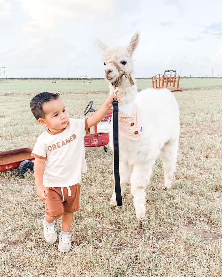 Alpaquita ranch - Alpacas in the RGV 🦙🤍 #AlpaquitaRanch... | Facebook