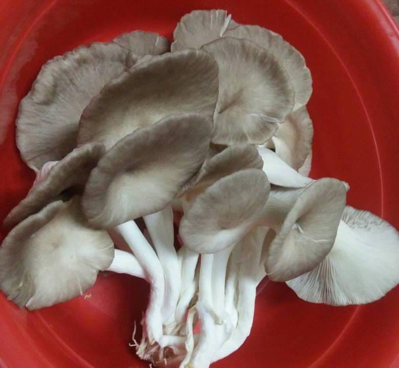 Kulat Kerang-Kodop Sarawak/Sabah/Brunei - sesiapa yang berminat untuk ...