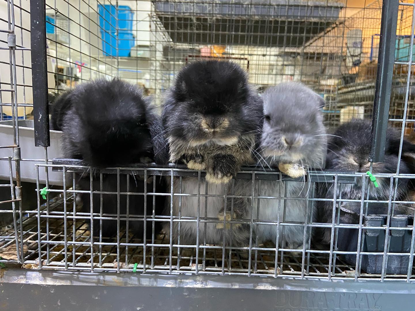 Beautiful Mess Bunny Barn... - Beautiful Mess Bunny Barn
