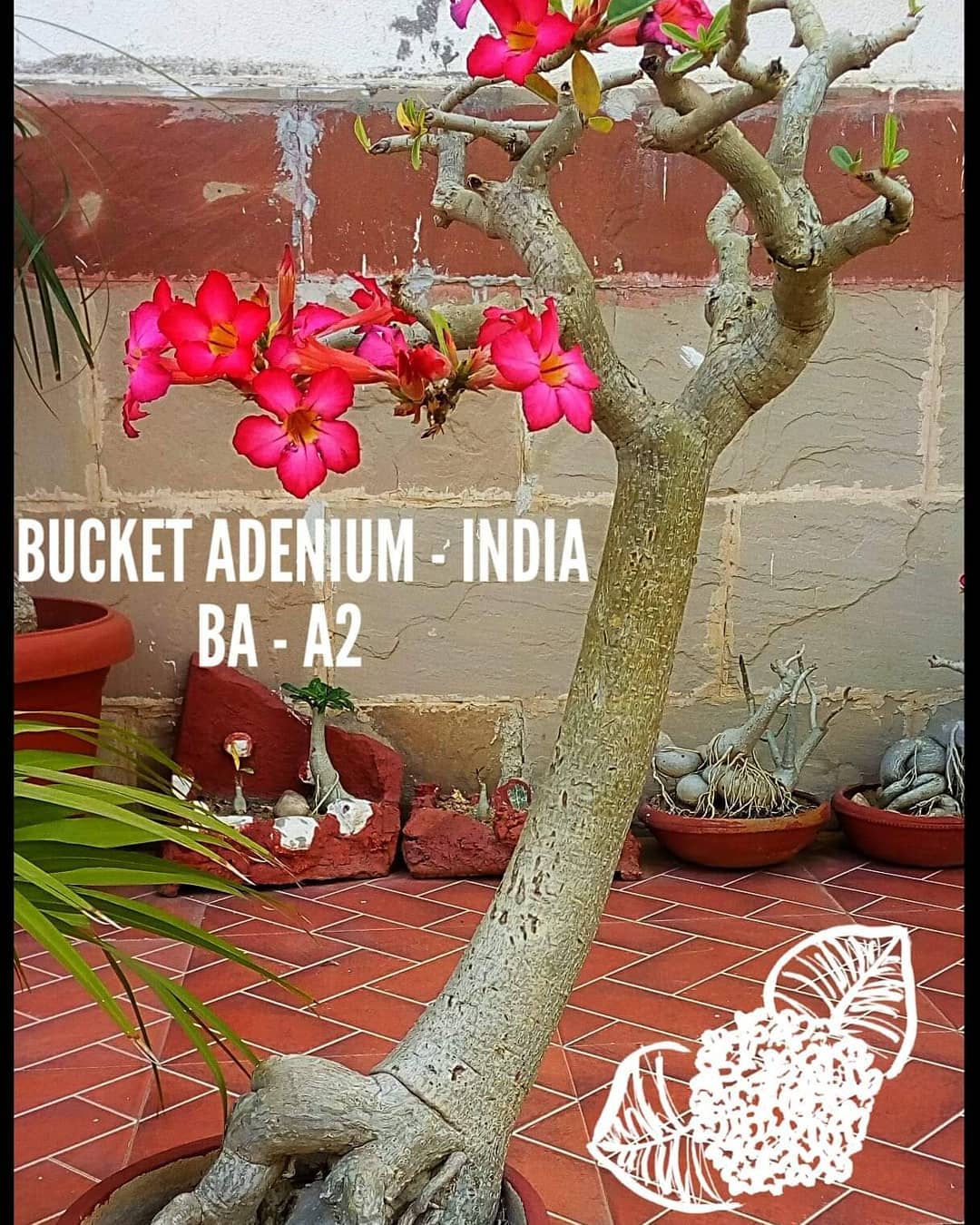 Bucket Adenium - India - Adeniums are the most beautiful plants you can ...