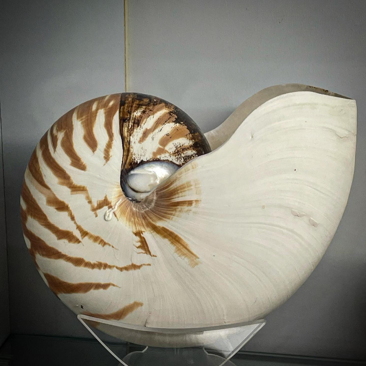 These are not prehistoric snail shells! Ammonites are extinct ...