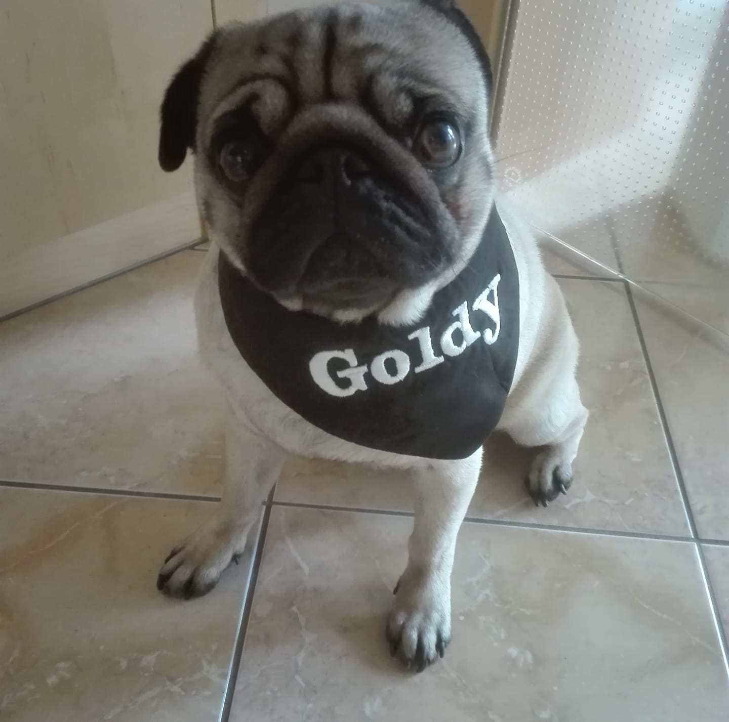 Sommergold - Goldy added a new photo. - Sommergold - Goldy